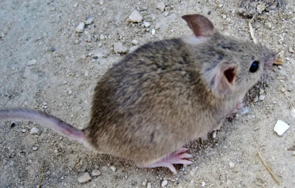 Полевой мышонок кипрского вида с большими глазами на земле Полевой мышонок кипрского вида с большими глазами на земле