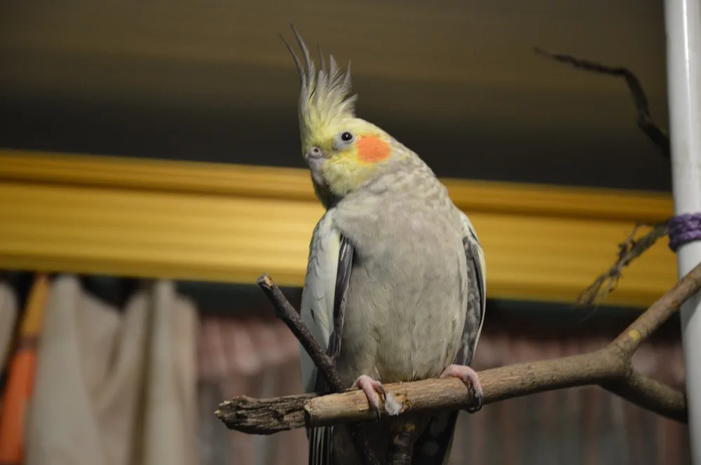 Кипр о животных. Корелла (Nymphicus hollandicu)