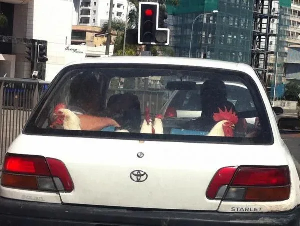 Наклейки Banana Republic с изображением банана на номерных знаках