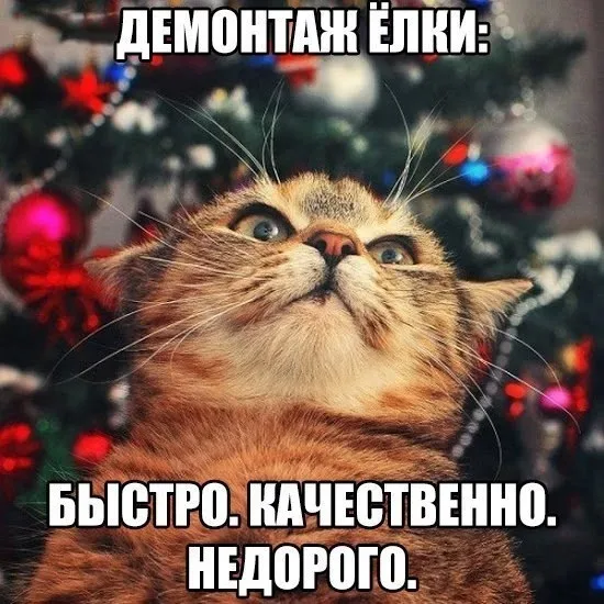 Кот с надписью «Демонтаж ёлки» в мемном оформлении