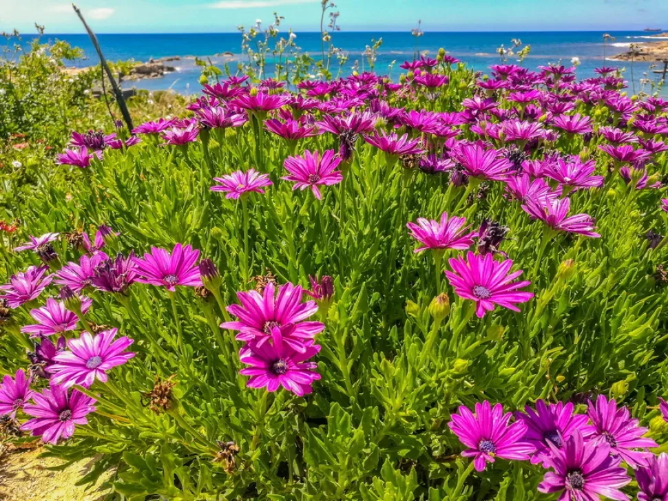 Пышный рододендронный куст диморфотеки у морского побережья Кипра