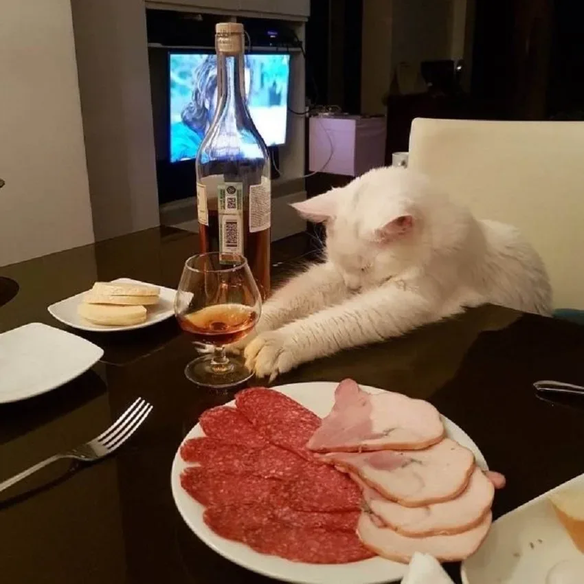 Белый кот за столом с бокалом и тарелкой мясной нарезки словно один на ужине Белый кот за столом с бокалом и тарелкой мясной нарезки словно один на ужине