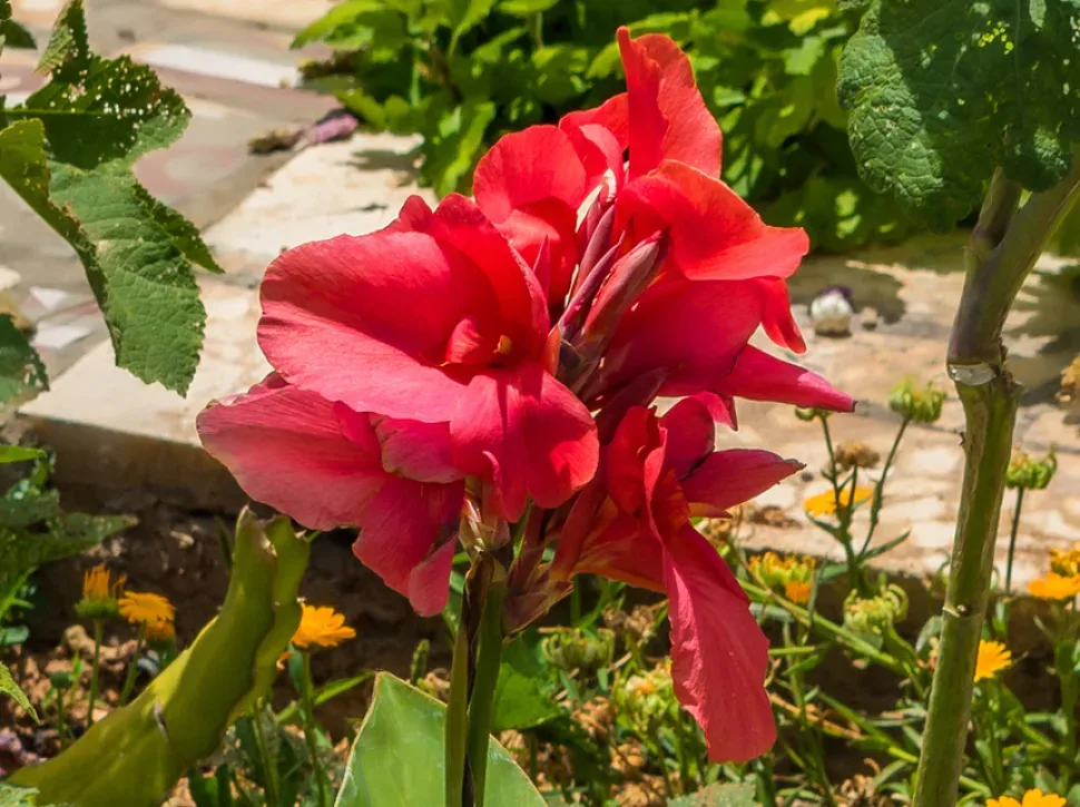 Канна с зелёными листьями и одиночным цветочным стеблем в цветнике