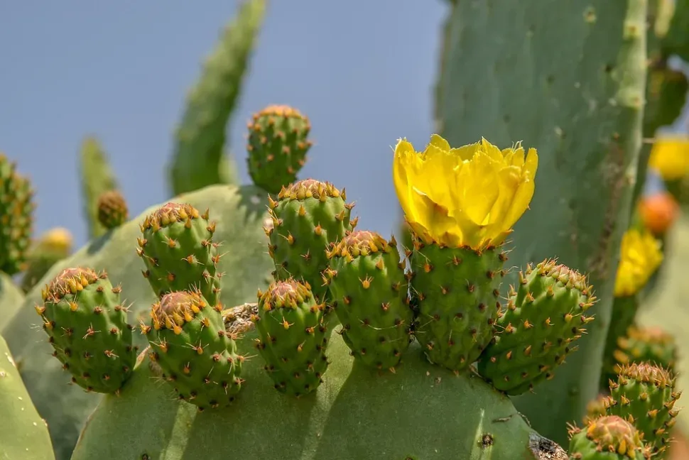 Cactus, Juice Plant, Thorn, Plant, Barbed, Blossom