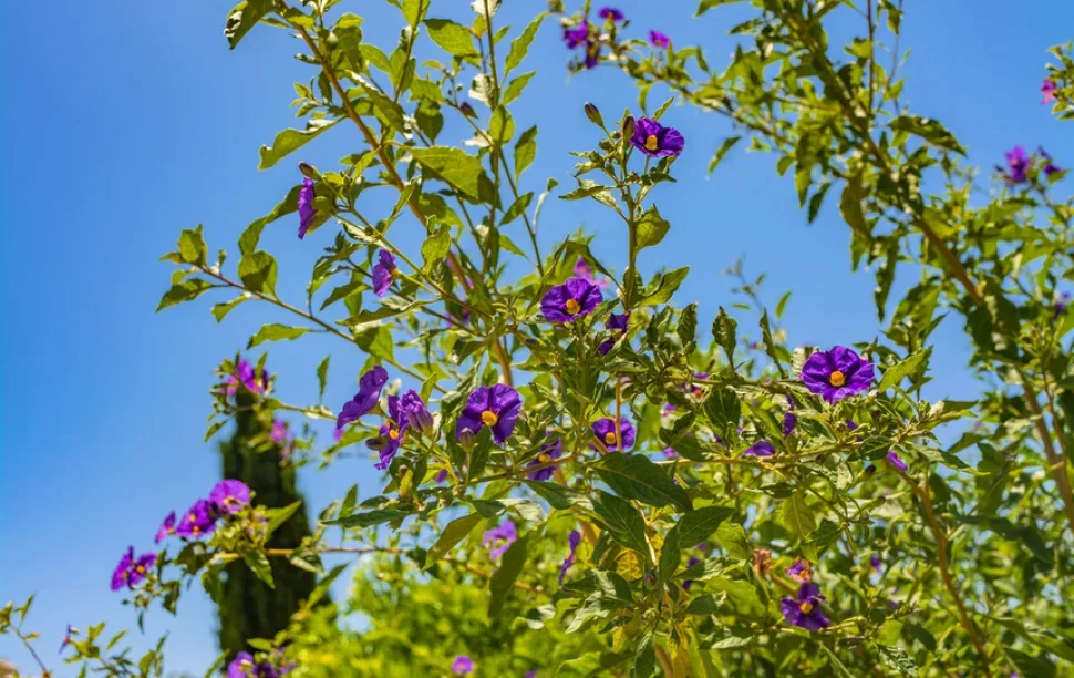 Стебли и фиолетовые цветы картофельного дерева на зелёной поляне
