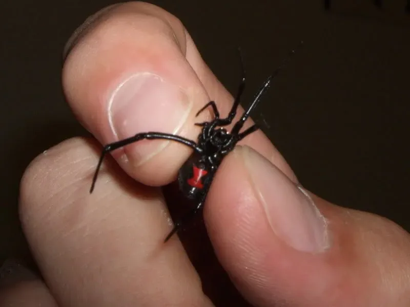 Паук черная вдова (Latrodectus), удерживаемый у веранды в районе Пафоса