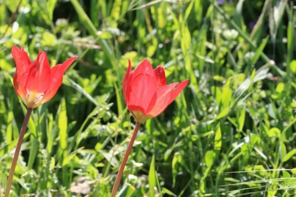 Пара красных тюльпанов Tulipa akamasica в зелёной траве