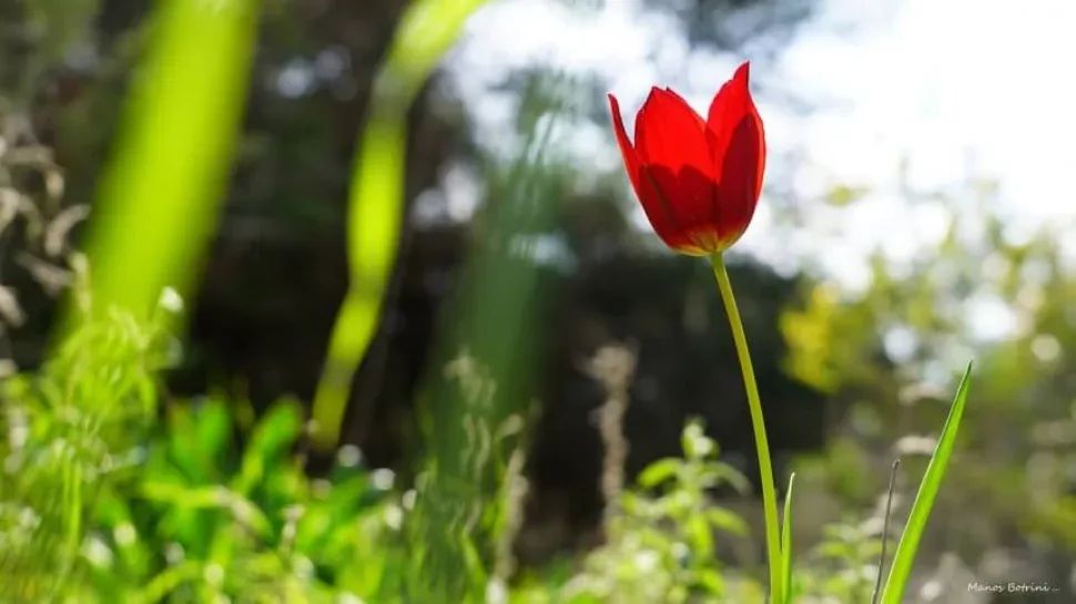 Несколько редких тюльпанов Tulipa akamasica на склоне среди трав