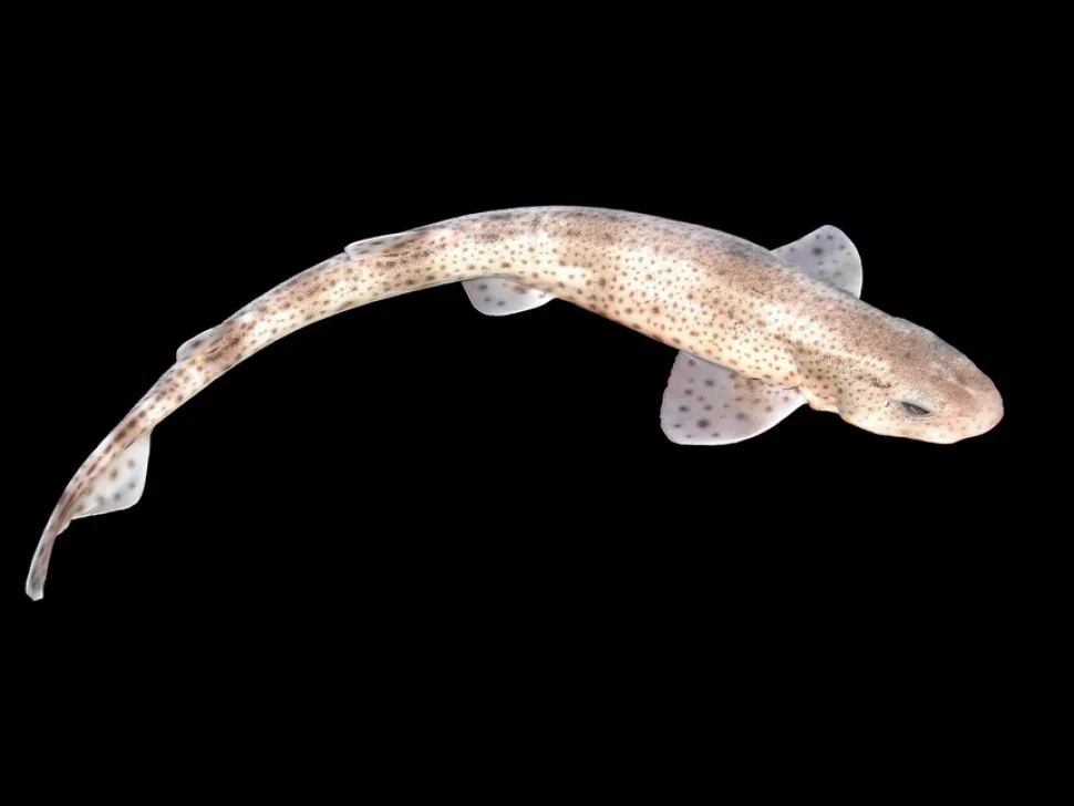 Голова мелкопятнистой кошачьей акулы Scyliorhinus canicula, держат за жабры