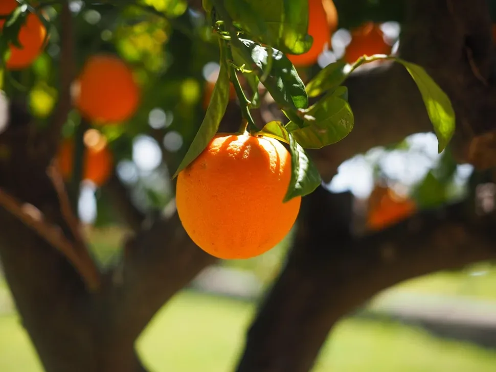 Orange, Fruit, Tree, Orange Tree, Orange Fruit, Fresh Orange, Fruit, Tree, Orange Tree, Orange Fruit, Fresh