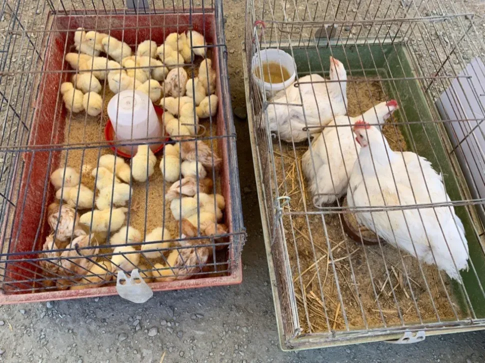 Белые молодые голуби в картонной клетке на рынке
