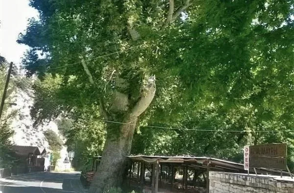 Платан рядом с церковью Святой Мавры в Килани с мощным стволом
