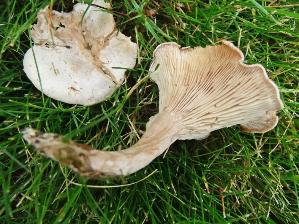 Говорушка красноватая (Clitocybe rivulosa) групповой ножевой рост с оранжево-коричневой шляпкой