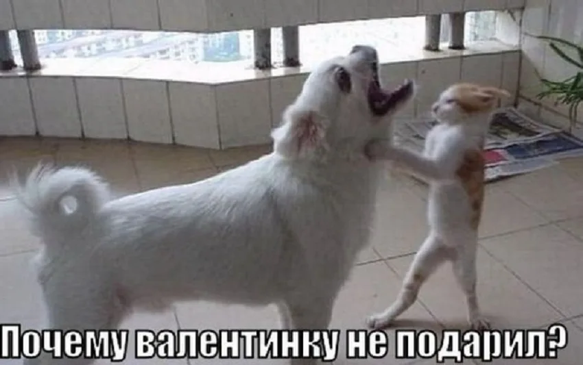 День святого Валентина — смешные фото и шутки: фото 60