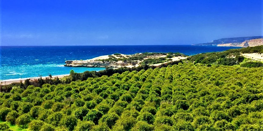 Paramali Turtle Beach - красивый пляж на Кипре, который полюбился морским черепахам! (Фото)