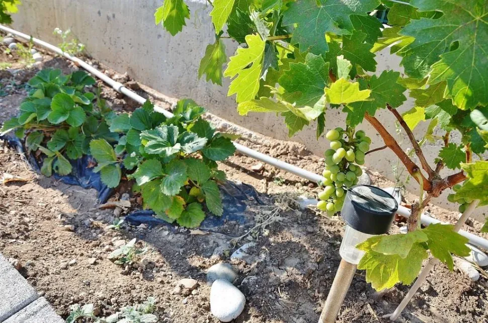 Самодельная капельная система из пластиковой бутылки в грунте