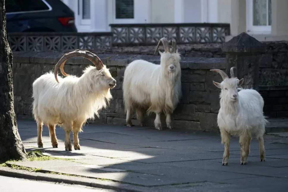 Photos: Wild Goats Roam Through an Empty Welsh Town - The Atlantic