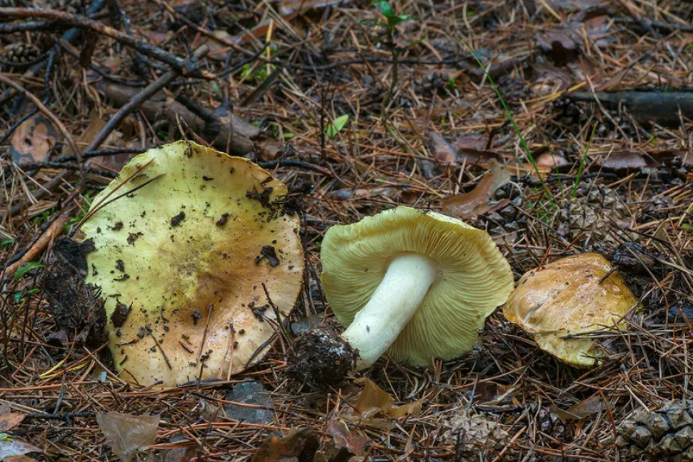 Зеленушка (Tricholoma equestre) грибы в сосновой подстилке леса