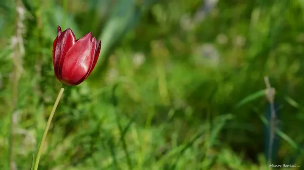 Крупный план бутонов тюльпана Tulipa akamasica в траве