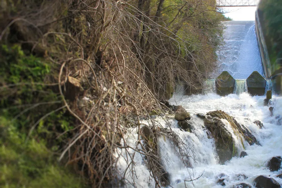 Осенние тростники и отражение деревьев в воде Калапанайотиса