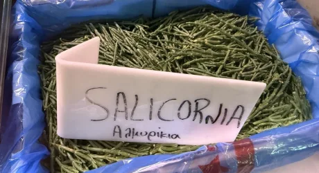 Солерос, или кипрская морская спаржа