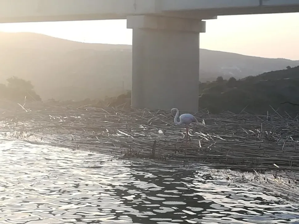 Два фламинго кормятся в мелкой воде у солёного озера