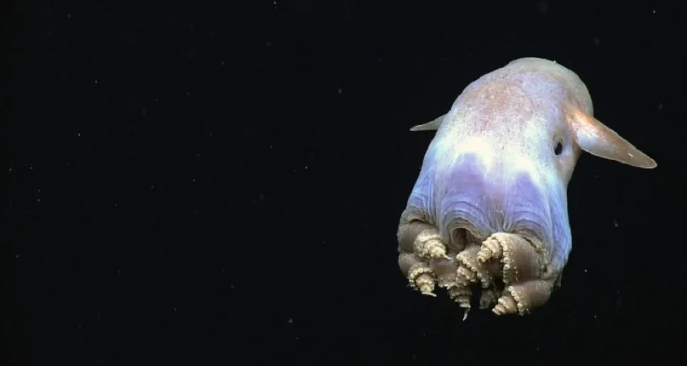 Гримпотеутиc (осьминог Дамбо) вблизи морского дна Гримпотеутиc (осьминог Дамбо) вблизи морского дна