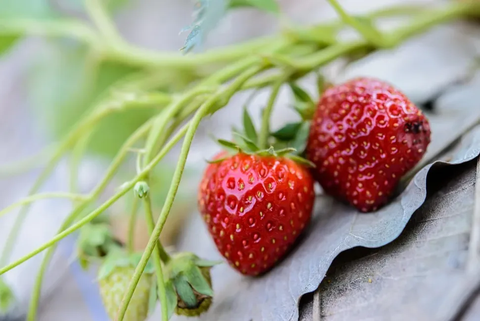 Strawberries, Fresh, Strawberry, Background, Red, Fruit