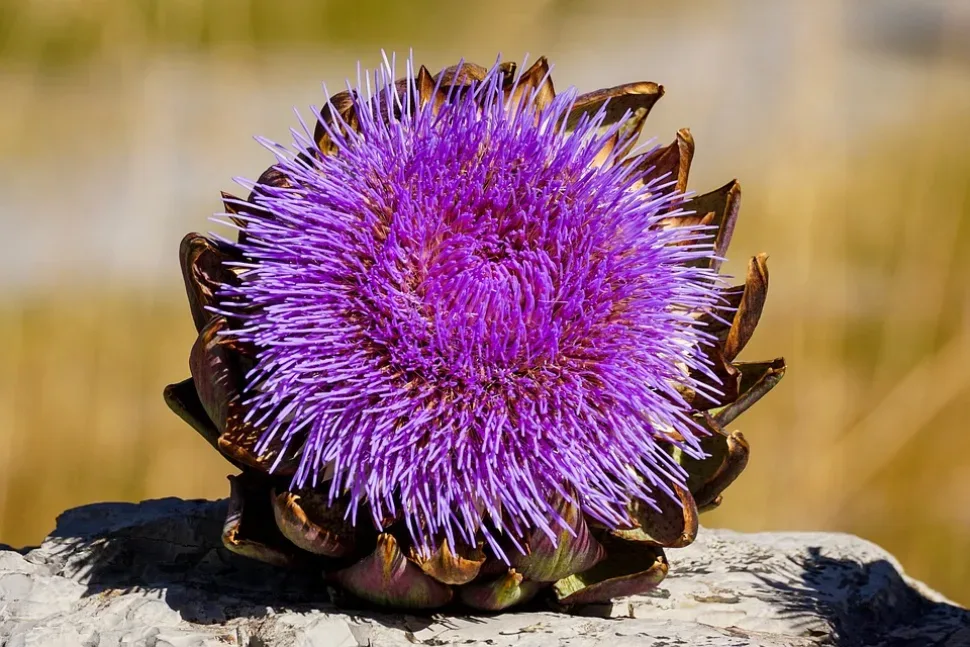Artichoke, Bloom, Blossom, Bloom, Bright, Purple