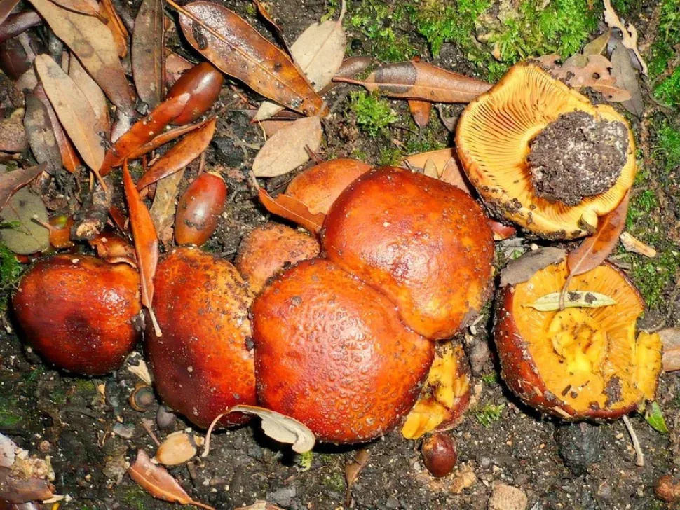 Паутинник блестящий (Cortinarius splendens) грибы с желтоватыми пластинками на мху