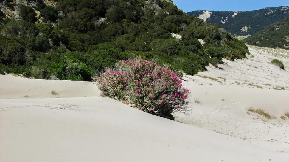 Cyprus, Karpasia, Golden Beach, Nature, Dunes, Sand
