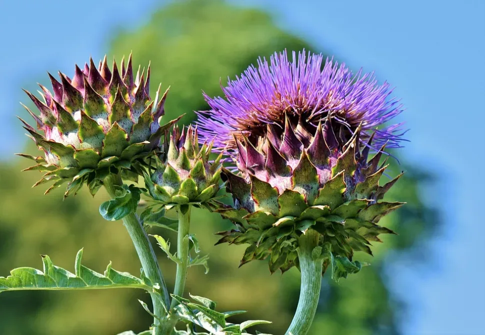 Artichoke, Vegetables, Flower Vegetables, Blossom