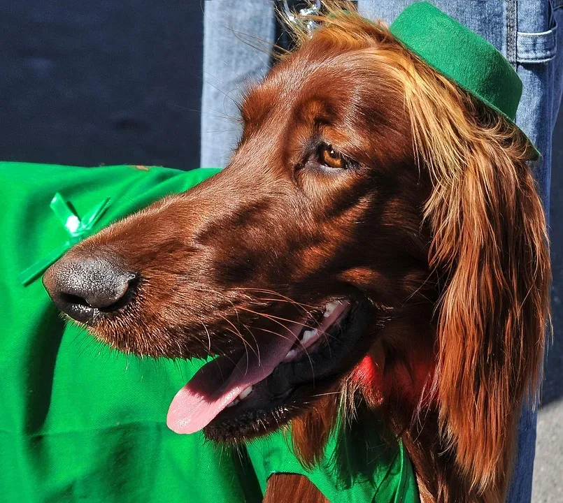 Irish Setter, Dogs, Dog Breeds, Animals, Pets