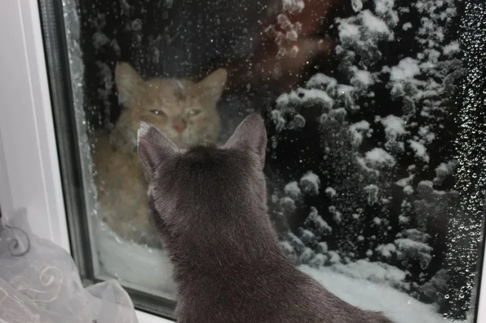 Кот смотрит в окно на другого кота через заснеженное стекло