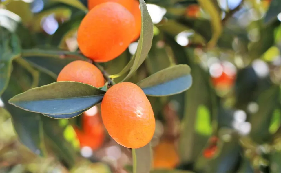 Kumquat, Chinese Orange, Orange Dwarf, Fortunella Spp Kumquat, Chinese Orange, Orange Dwarf, Fortunella Spp