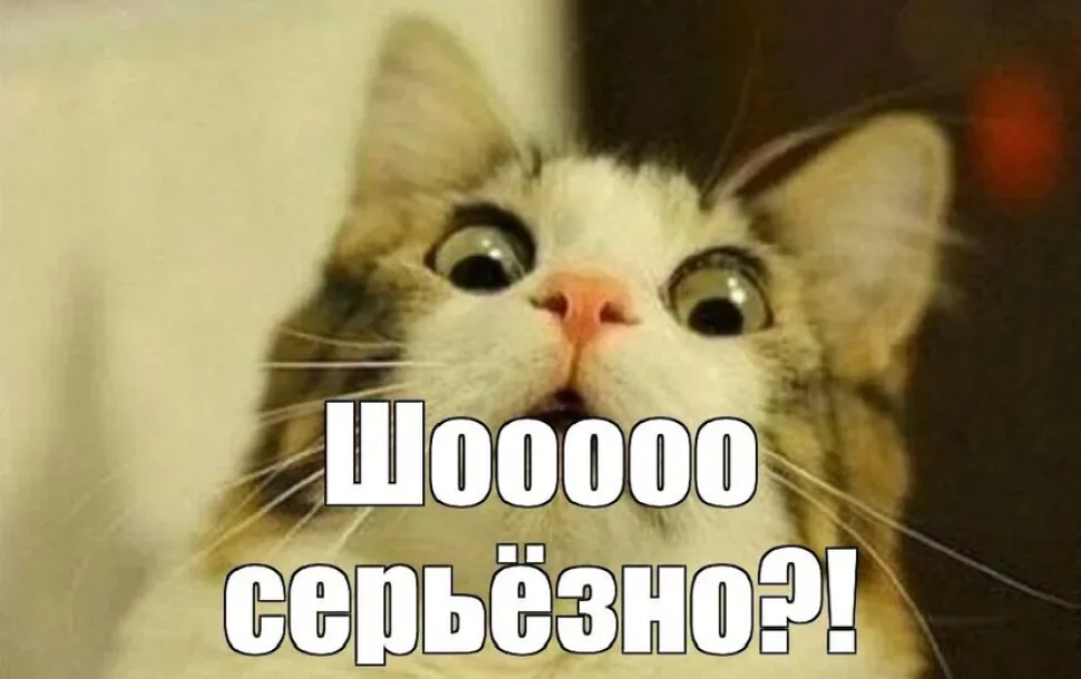 Мем с кошачьей мордой и текстом «Шоооо серьёзно?