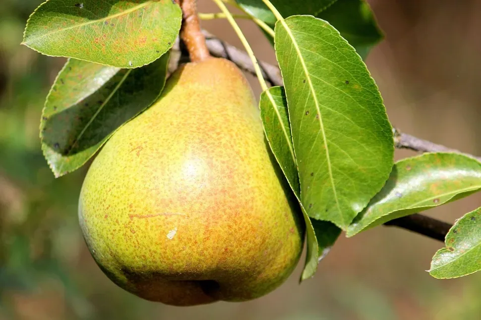 Pear, Leaves, Fruit, Delicious, Branch, Pear Tree