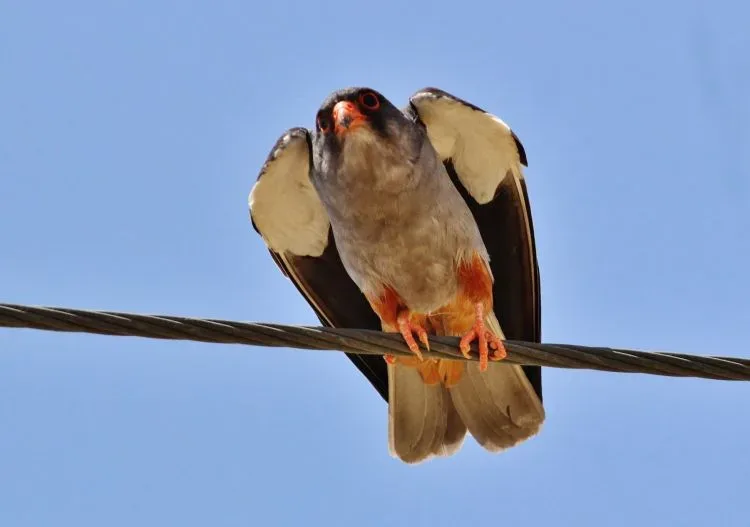 http://biodiversitycyprus.blogspot.com.cy
