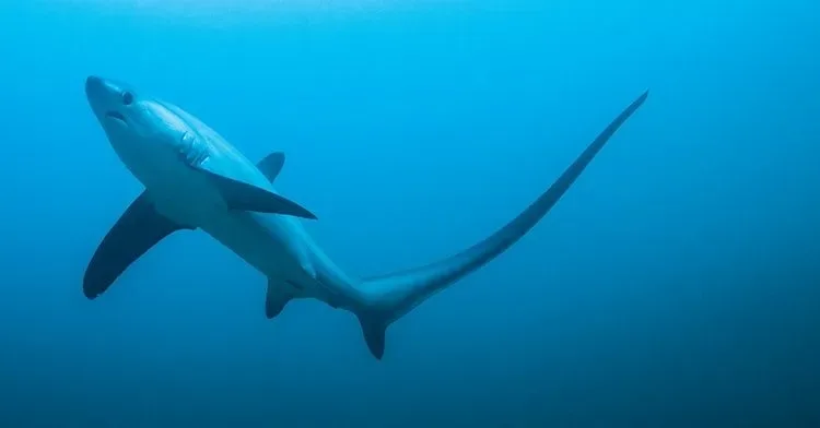 Крупная лисья акула Alopias superciliosus у рифа под водой