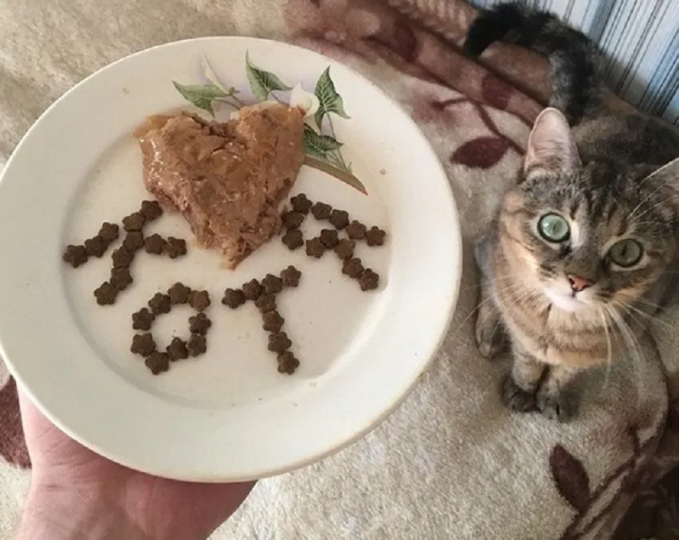 Тарелка с кормом в форме сердца и рядом смотрящий кот Тарелка с кормом в форме сердца и рядом смотрящий кот