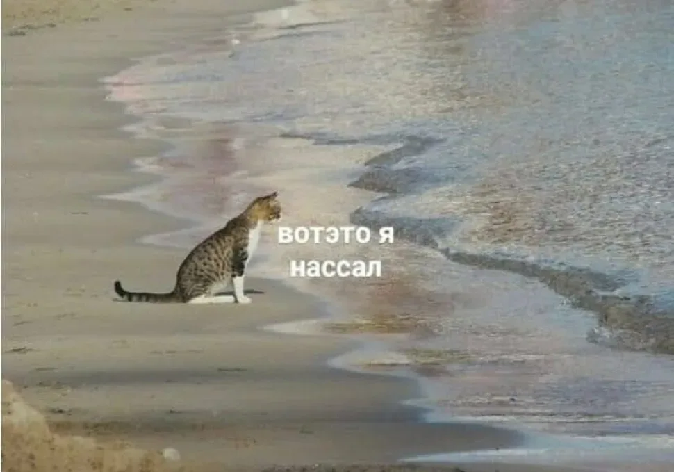 Кот на пляже с подписью «вотэто я нассал Кот на пляже с подписью «вотэто я нассал