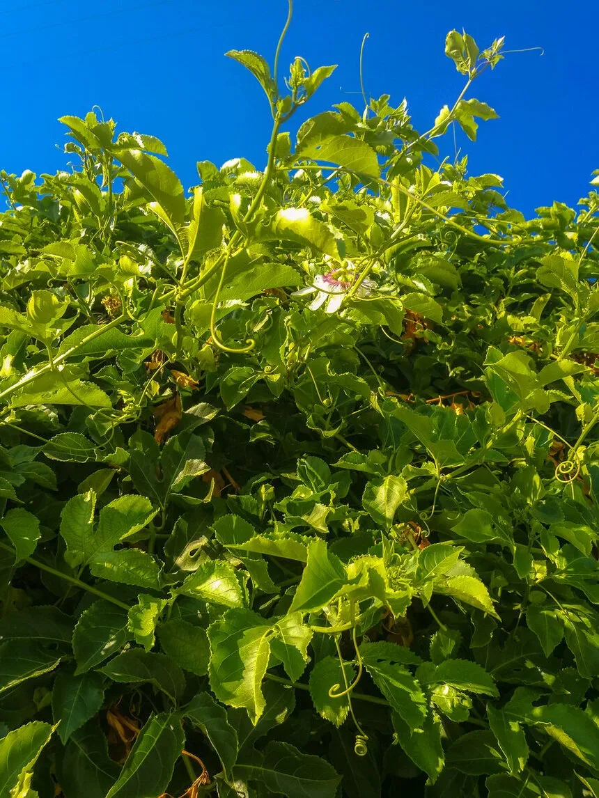 Крупный план бахромчатой короны маракуйи и завитка усика