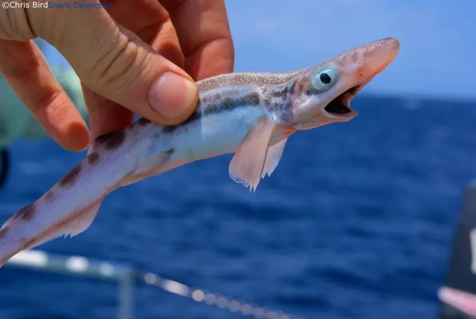 Испанская акула Galeus melastomus в зелёной воде у побережья