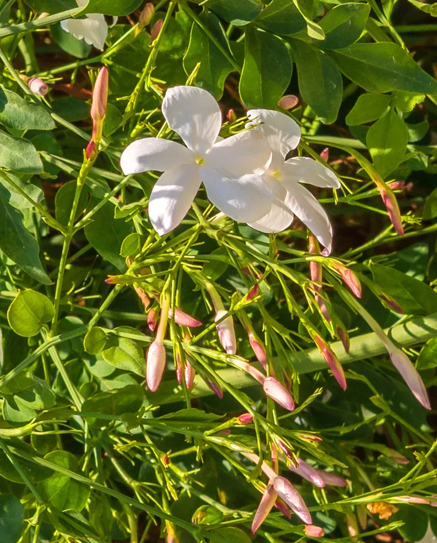 Жасминовый куст с бутонами и раскрытыми цветками вечером Жасминовый куст с бутонами и раскрытыми цветками вечером