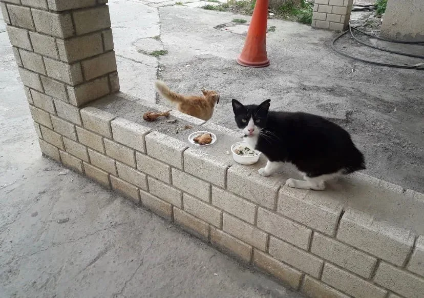 Две уличные кошки у мисок с кормом, та самая Белла из рассказа