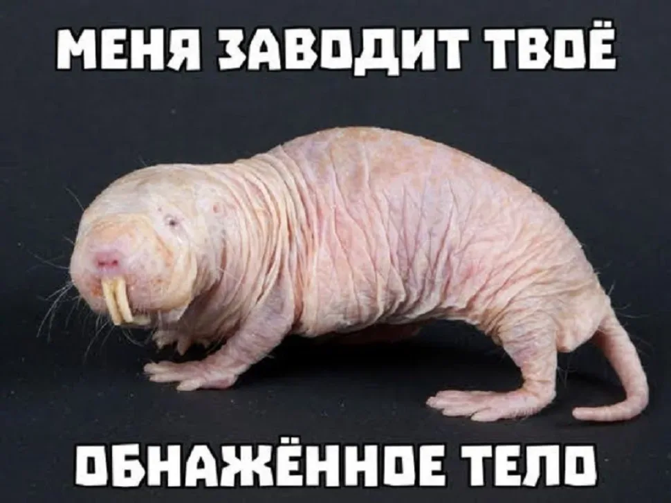 Пустой голый крот‑землекоп с подписью «Меня заводит твоё обнажённое тело Пустой голый крот‑землекоп с подписью «Меня заводит твоё обнажённое тело