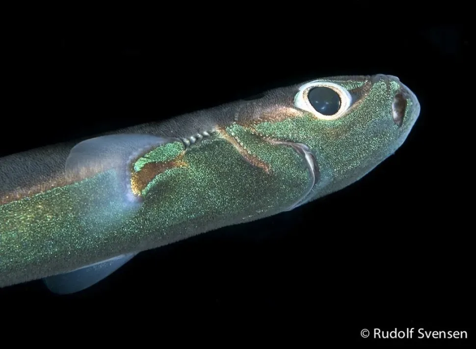 Ночная акула Etmopterus spinax с крупным глазом в тёмной воде
