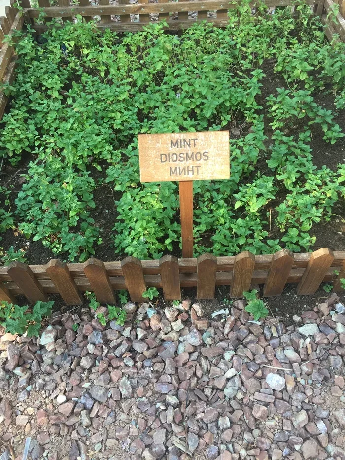 Грядка мяты в sensory garden с табличкой 'MINT DIOSMOS МИНТ