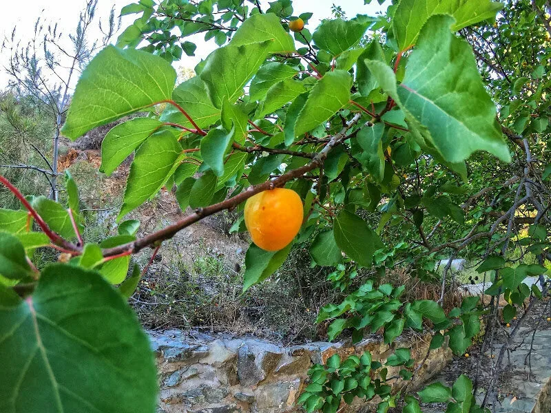 Абрикос на ветке