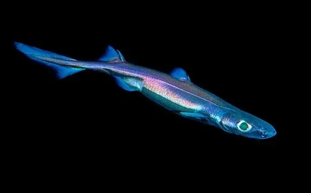 Блестящая миниатюрная глубоководная акула с зелёным отливом, вид сбоку